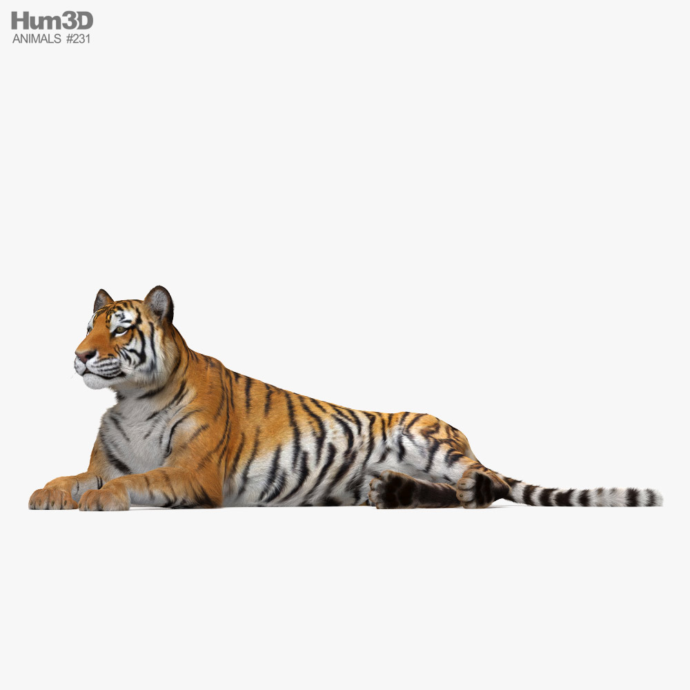 Lying Tiger 3D model - Animals on Hum3D