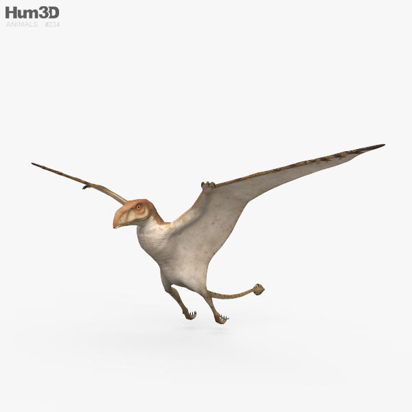 Peteinosaurus HD 3D model