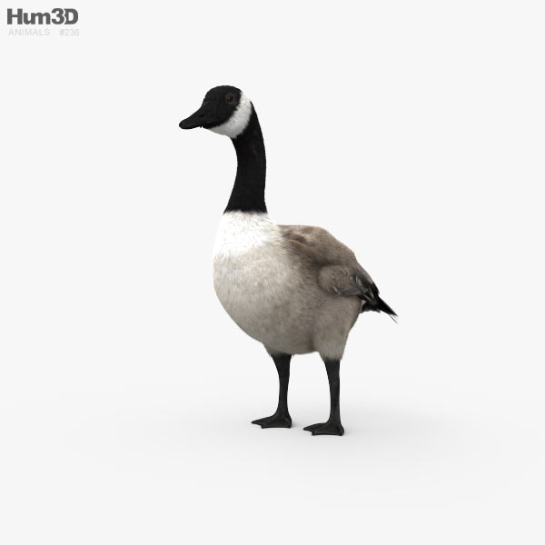 Bernache du Canada Modèle 3D