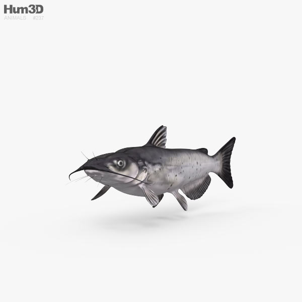 Pesce gatto Modello 3D
