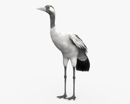 Common Crane 3D model