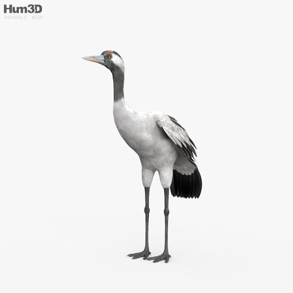 Grue cendrée Modèle 3D