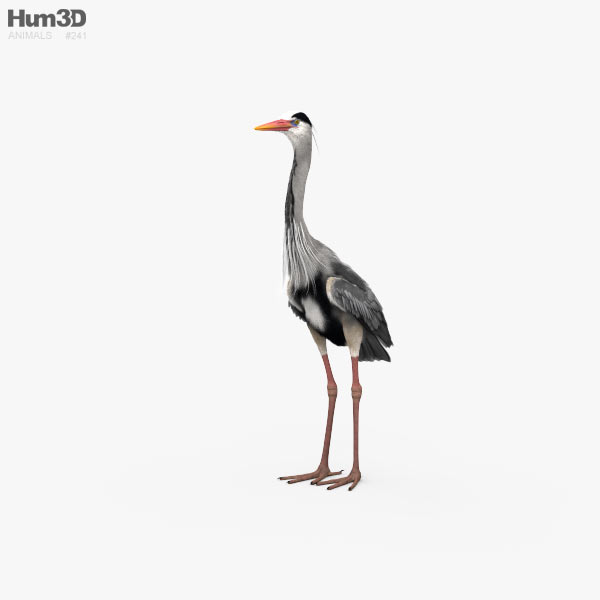 Ardeidae Modèle 3D