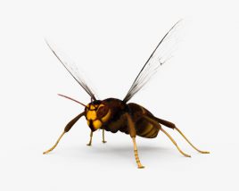 Asian Hornet 3D model