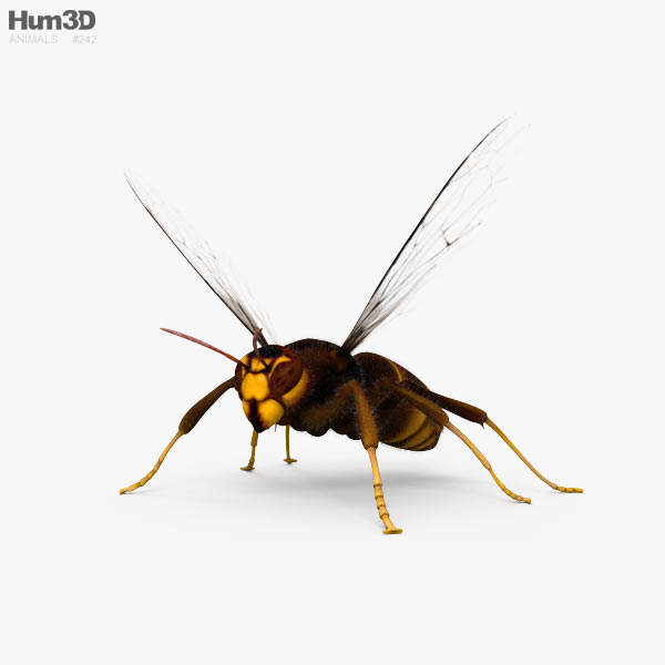 Asian Hornet HD 3D model