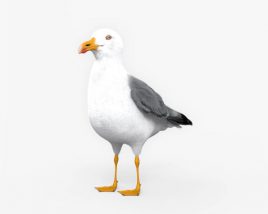 Common Gull 3D model