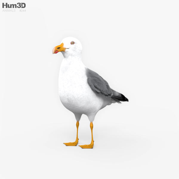 Common Gull HD 3D model
