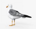 Common Gull HD 3d model