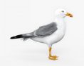Common Gull HD 3d model