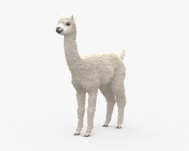 Alpaga Modèle 3D