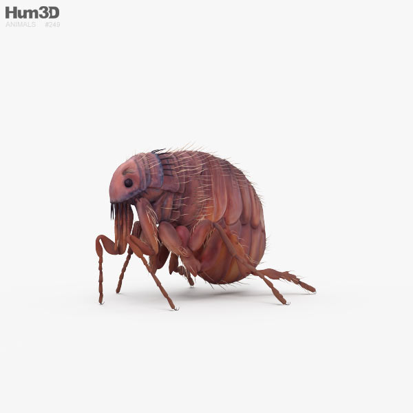 Puce Modèle 3D