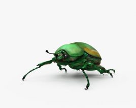 Figeater Beetle HD 3Dモデル