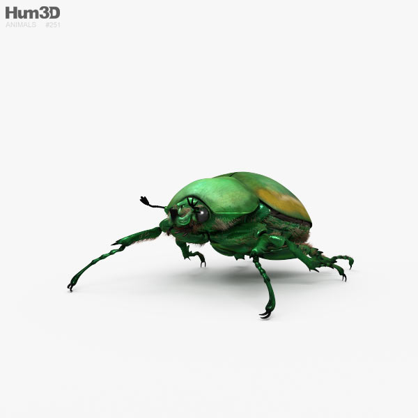 Figeater Beetle Modèle 3D