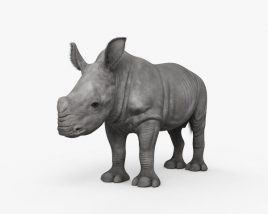 Bébé rhinocéros Modèle 3D