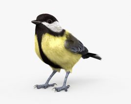 Great Tit 3D model