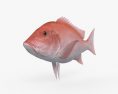 Northern Red Snapper HD 3d model