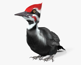 Woodpecker 3D model