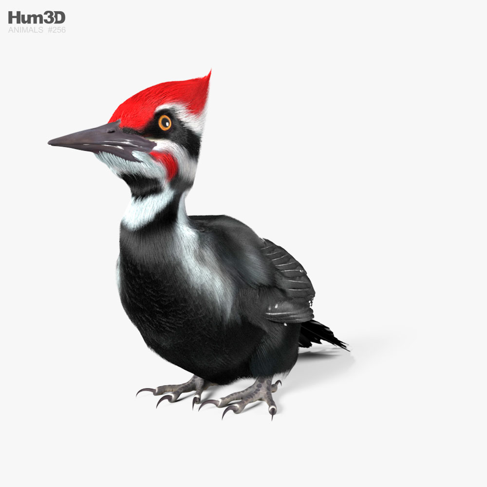 Woodpecker 3D model