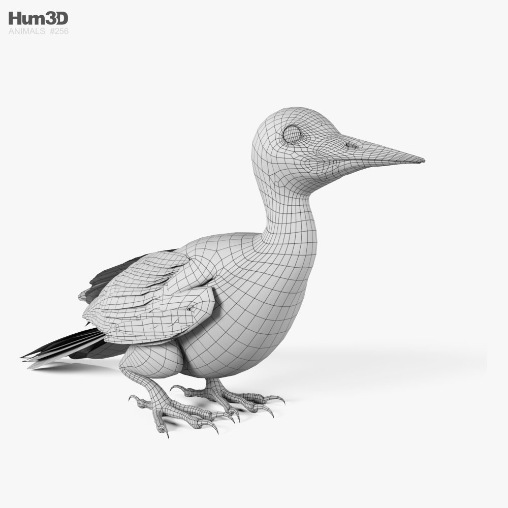 Woodpecker HD 3D model - Animals on Hum3D