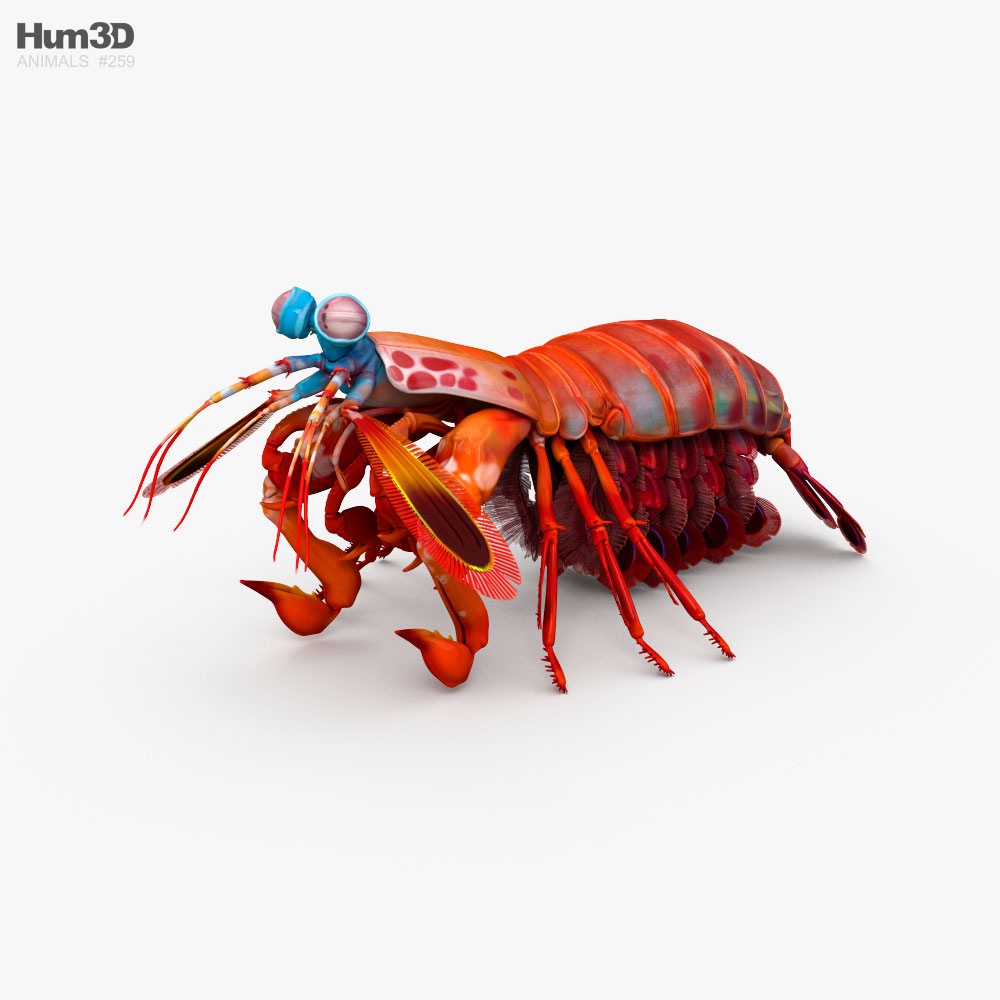 Camarón mantis Modelo 3D