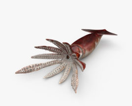 Calamaro Modello 3D