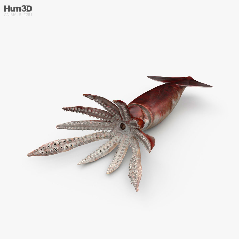 Calamaro Modello 3D