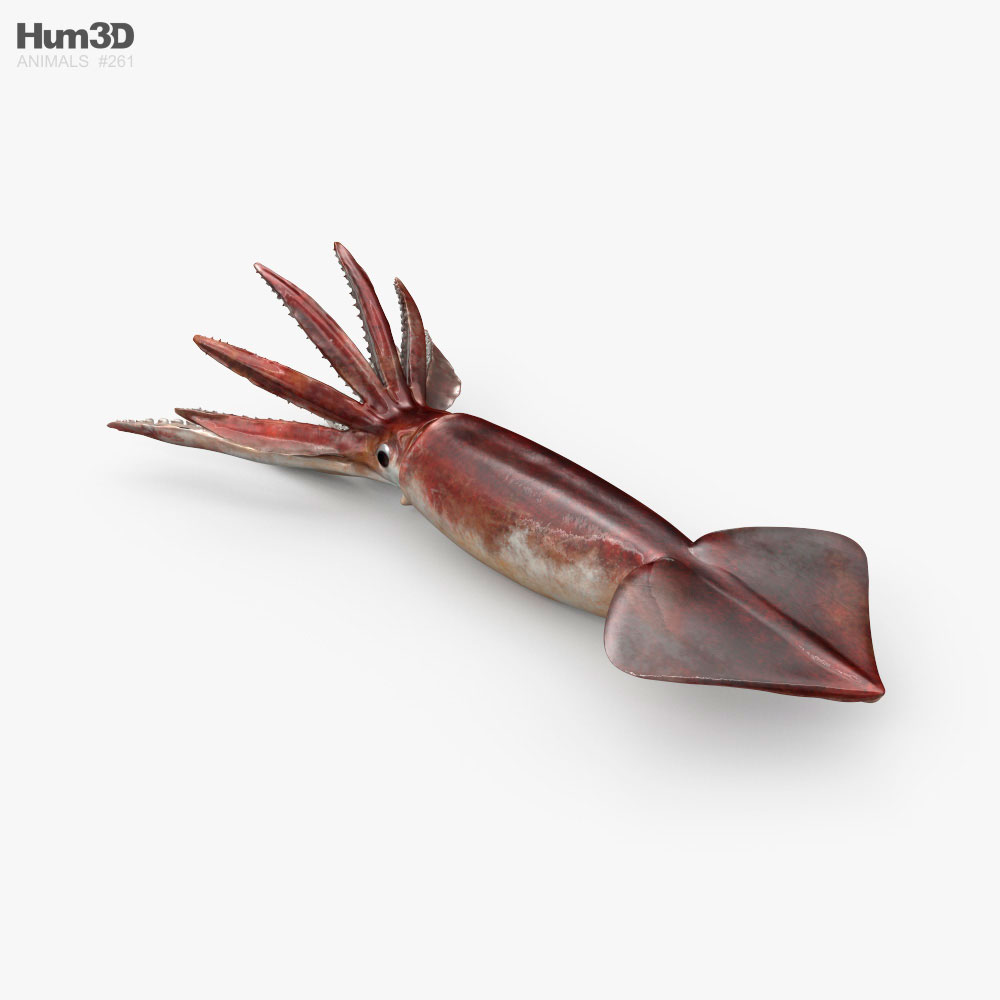 Squid HD 3d model