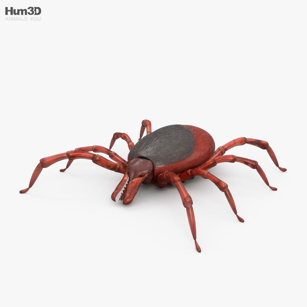 Tique Modèle 3D