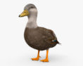 American Black Duck HD 3d model