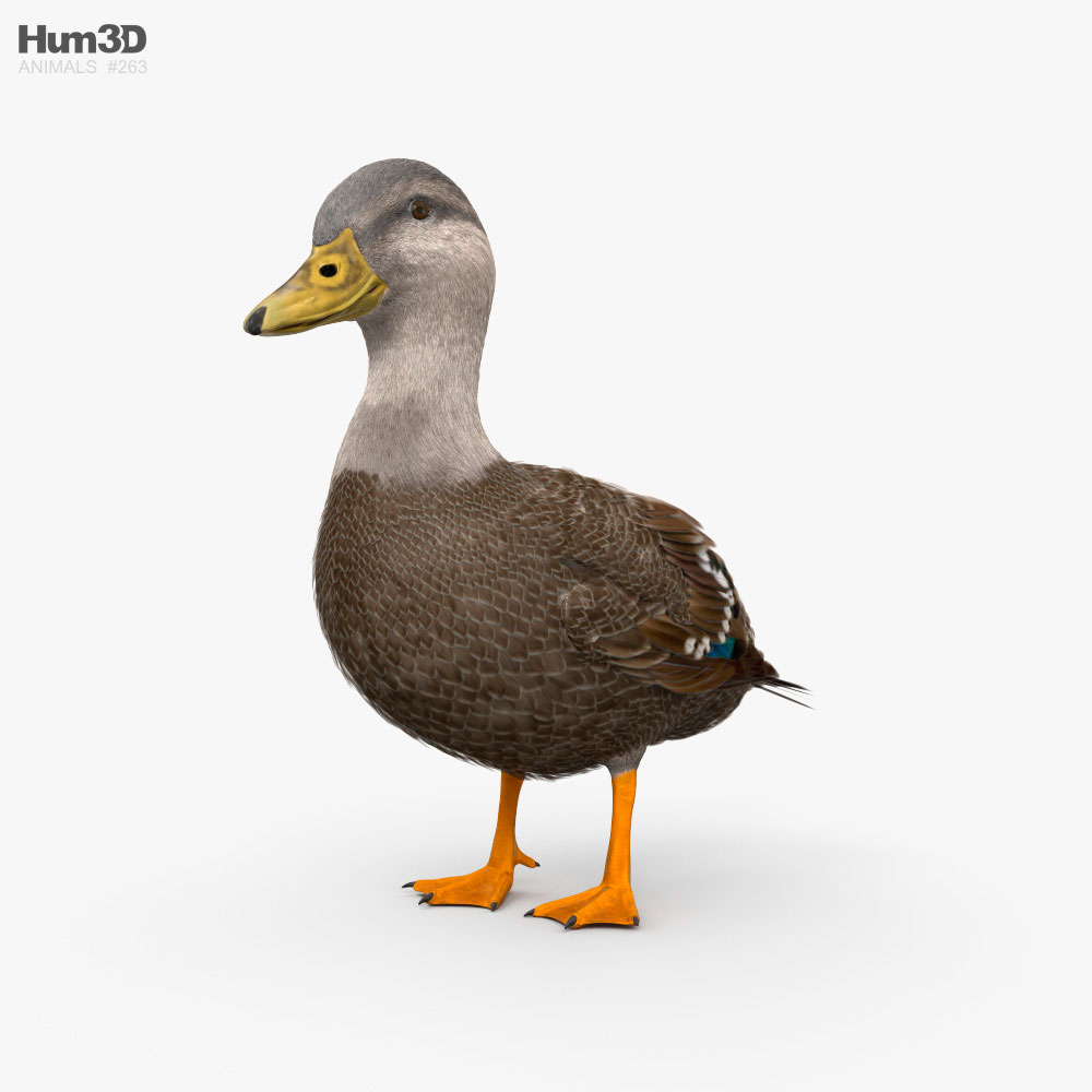 American Black Duck HD 3D model