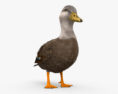 American Black Duck HD 3d model
