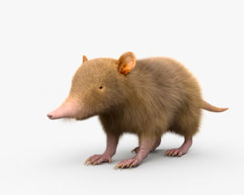 Solenodonte di Hispaniola Modello 3D