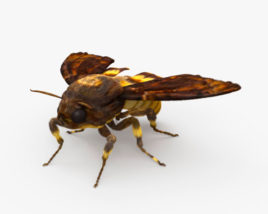 Cabeza de Muerte Hawk Moth Modelo 3D