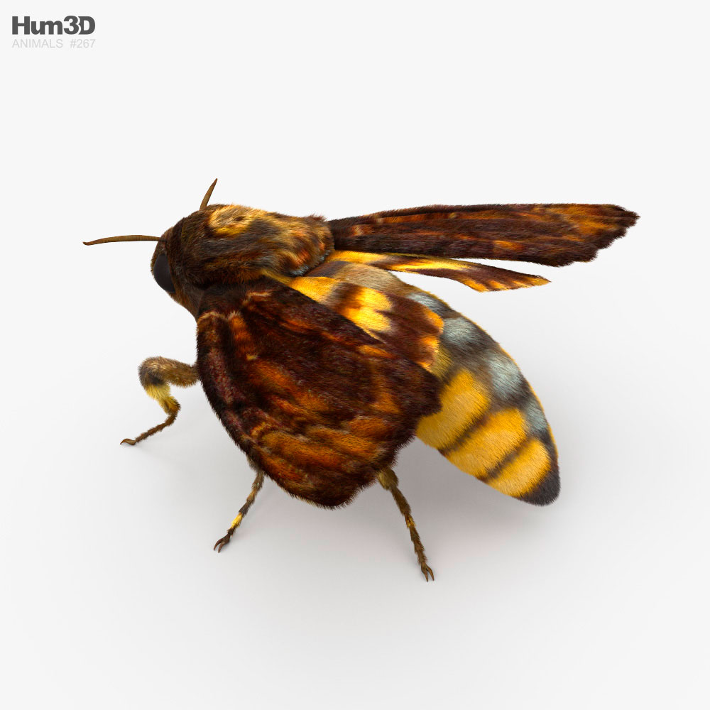 Death's-Head Hawkmoth HD 3d model