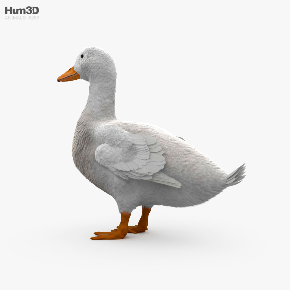 Pekin Duck HD 3d model