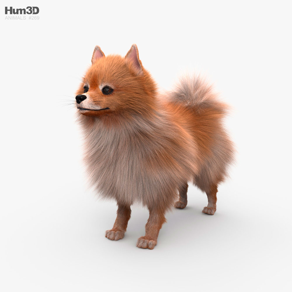 Pomeranian Dog HD 3D model