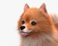 Pommerscher Hund 3D-Modell