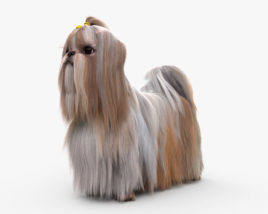 Shih Tzu 3D model