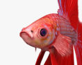 Betta Fish HD 3d model