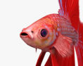 Betta Fish HD 3d model