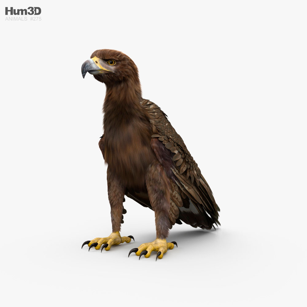Animated Golden Eagle 3D model - Animals on Hum3D