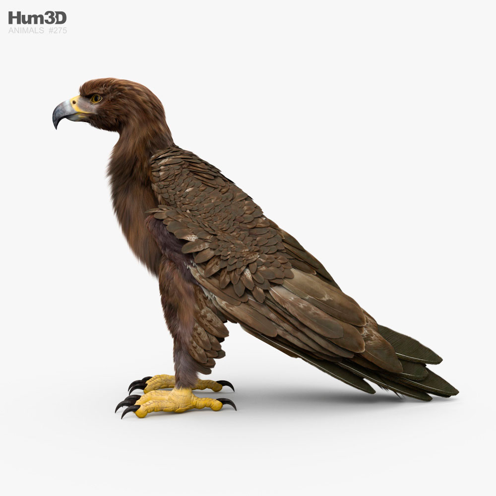 Animado Águila real Modelo 3D - Animales on Hum3D