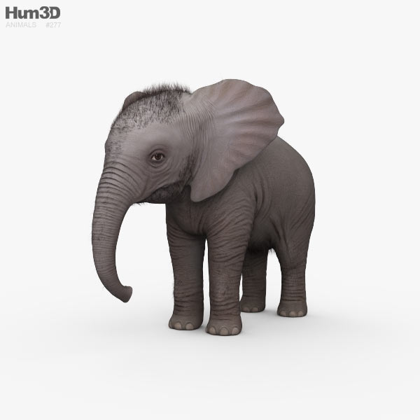 Baby Elephant HD 3D model