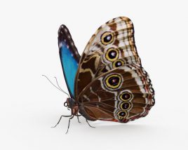 Morpho Butterfly HD 3D model
