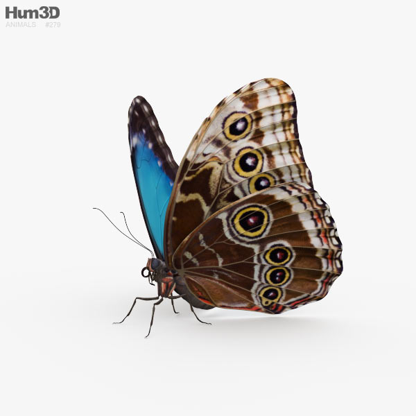Papillon Morpho Modèle 3D
