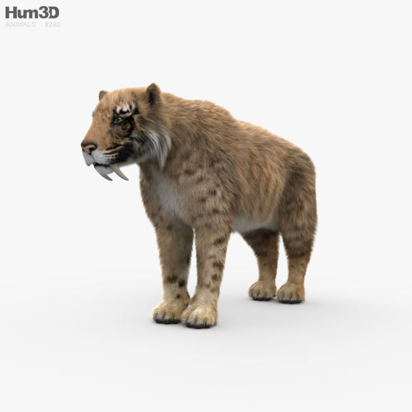 Tiger 3D Models Download Hum3D