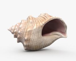 Seashell 3D model