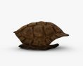 Guscio di tartaruga Modello 3D