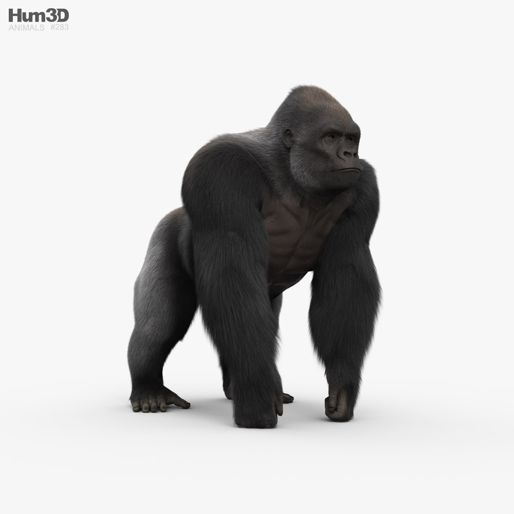 Animated Gorilla 3D model - Animals on Hum3D