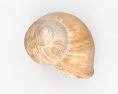 Snail Shell 3d model